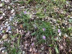 Liatris compacta