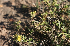 Delosperma parviflorum