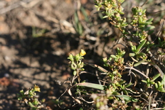 Delosperma parviflorum