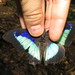 Prepona amesia - Photo (c) Lepidoptera Colombiana 🇨🇴, algunos derechos reservados (CC BY-NC), subido por Lepidoptera Colombiana 🇨🇴