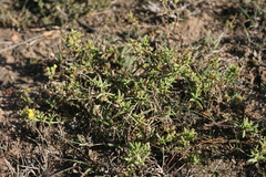 Delosperma parviflorum