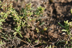 Delosperma parviflorum