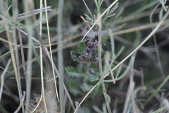 Teucrium chamaedrys