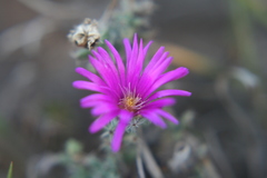 Trichodiadema intonsum