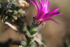 Trichodiadema intonsum