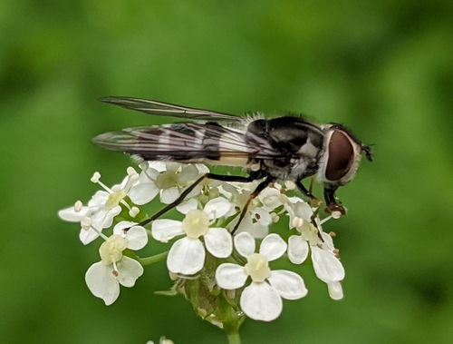 Dark-saddled Leucozona