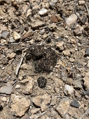 Clavascidium lacinulatum