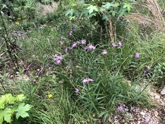 Liatris compacta