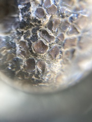 Clavascidium lacinulatum