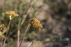 Crassula mesembryanthoides