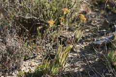 Crassula mesembryanthoides