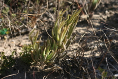 Crassula mesembryanthoides