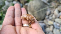Quesada gigas