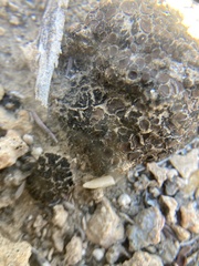 Clavascidium lacinulatum