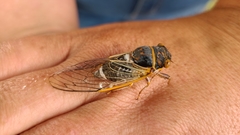 Diceroprocta cinctifera