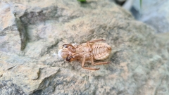 Quesada gigas