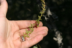 Thesium scandens