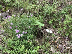 Liatris compacta