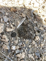 Clavascidium lacinulatum