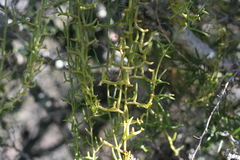 Thesium scandens