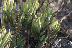 Crassula mesembryanthoides