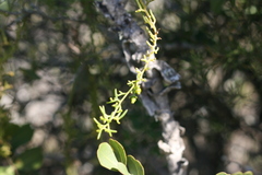 Thesium scandens