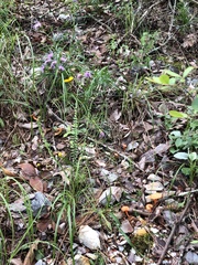 Liatris compacta