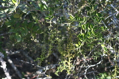 Thesium scandens