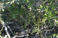 Thesium scandens