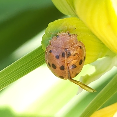 Mexican Bean Beetle photo 5