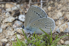 Iolana iolas