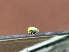 Spissistilus festinus