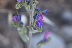 Echium vulgare pustulatum