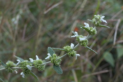 Leucas montana