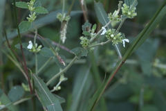 Leucas montana