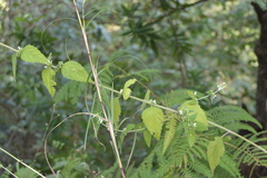 Leucas montana