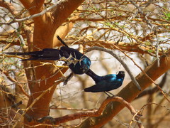 Lamprotornis caudatus