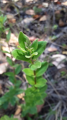 Gentiana affinis ovata