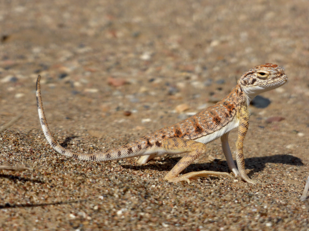 Sako's Toad-Headed Agama