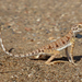 Sharqiyah Toad-headed Agama - Photo (c) Roberto Sindaco, some rights reserved (CC BY-NC-SA), uploaded by Roberto Sindaco