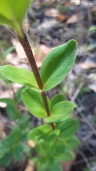 Gentiana affinis ovata