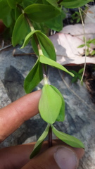 Gentiana affinis ovata