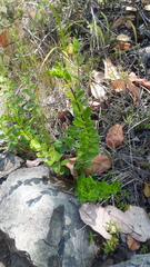 Gentiana affinis ovata