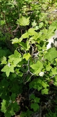 Ribes hudsonianum petiolare
