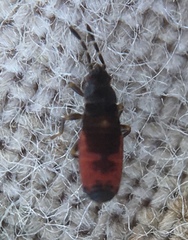 Ischnodemus sabuleti