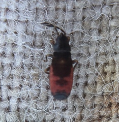 Ischnodemus sabuleti
