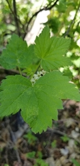 Ribes hudsonianum petiolare