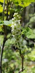 Ribes hudsonianum petiolare
