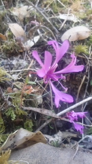 Clarkia concinna concinna