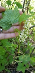 Ribes hudsonianum petiolare
